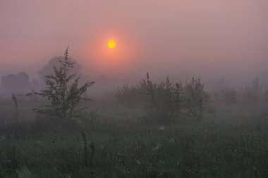 Ormanda sabah sisi, gün doğumu