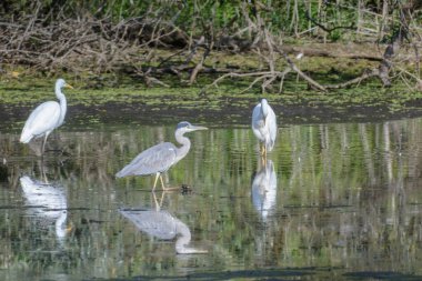 Suda beyaz bir balıkçıl