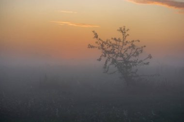 Çayırda sabah sisi