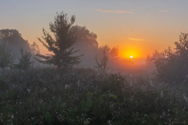 Ormanda sabah sisi. Güneş parlıyor. Sabahın köründe.