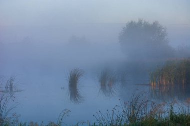 Ormanda güzel bir sabah sisi