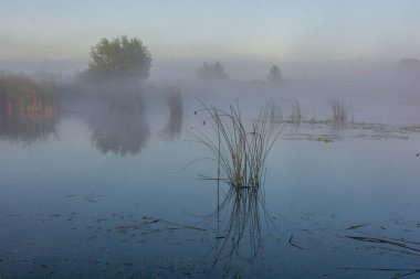 Sabahları ağaçlarla çevrili güzel bir gölet görüntüsü.