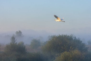 Beyaz - Vahşi doğada gri balıkçıl