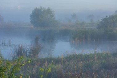 Ormandaki nehirde sabah sisi