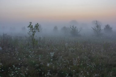 Ormanda sisli bir sabah