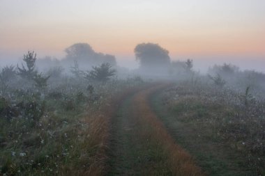 Ormanda sisli bir sabah.