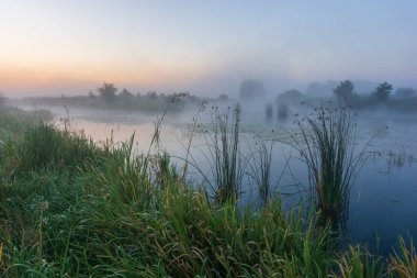 Ormanda gölü olan güzel bir manzara.
