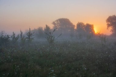 Tarlada güzel bir gün batımı. Doğa, seyahat.