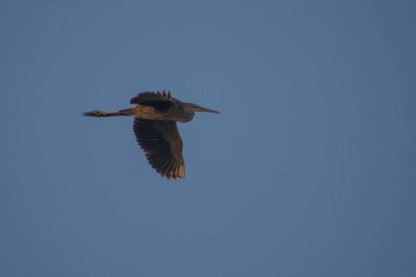 Mavi gökyüzünün arka planında uçan kuş