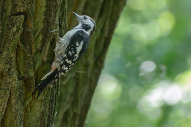 ağaç üzerinde büyük benekli ağaçkakan.