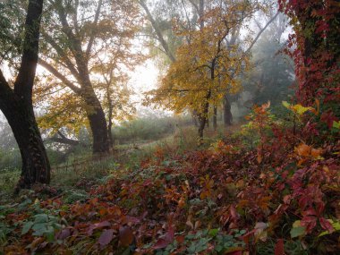 Ormandaki ağaçlarla dolu sonbahar manzarası