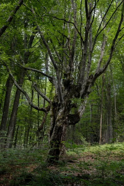 Kırım ormanında dallanmış yaşlı bir ağaç