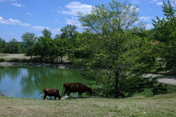 İnekler gölün kıyısında otlar.
