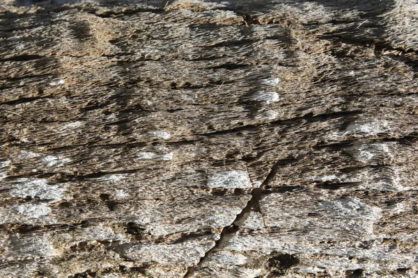 Palma Corteccia Legno Texture — Foto Stock