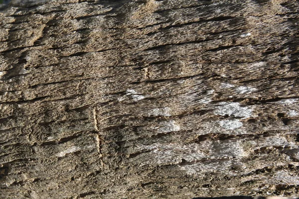 Kabuk palmiye ağacı, ahşap doku