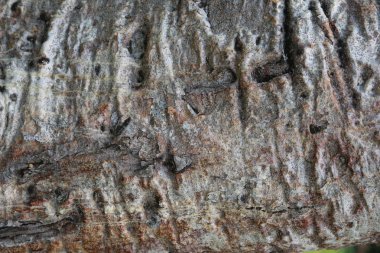 Baobab ağacının kabuğu closeup