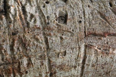 Baobab ağacının kabuğu closeup
