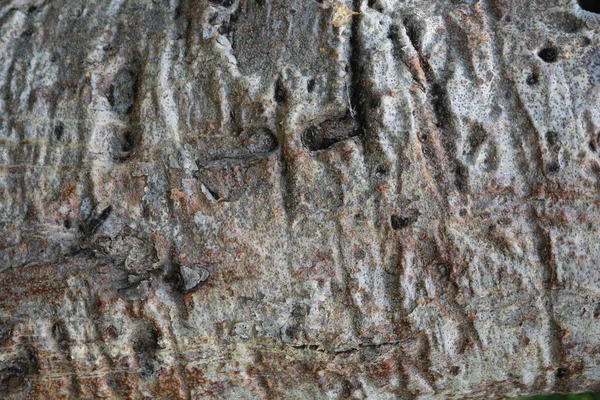 Baobab ağacının kabuğu closeup