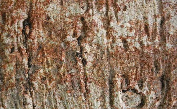 Baobab ağacının kabuğu closeup