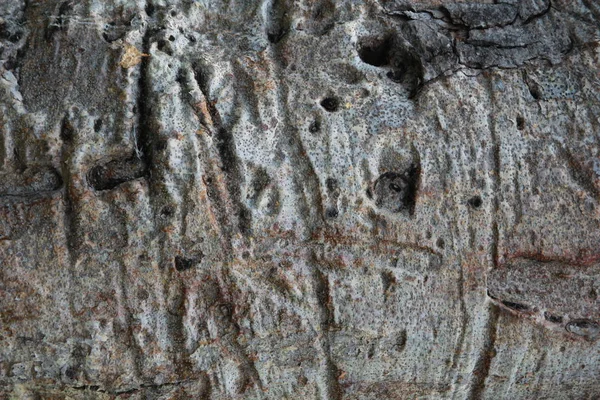Baobab ağacının kabuğu closeup