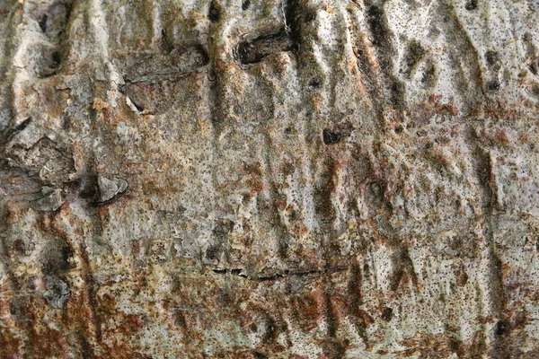 Baobab ağacının kabuğu closeup