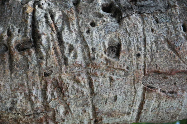 Primer Plano Corteza Del Árbol Baobab Imagen de archivo