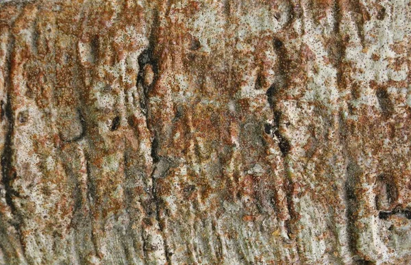 Κοντινό Πλάνο Του Φλοιού Του Δέντρου Αδανσωνιών Royalty Free Εικόνες Αρχείου