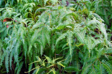 parlak yeşil tropikal duvar kağıdı arka plan, yaprakları