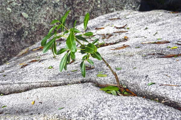 Un petit jeune arbre poussant à travers la pierre — Photo