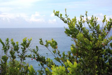 Dağ manzarası. Yeşil tropikal ağaçlar dağ yamaçlarında.