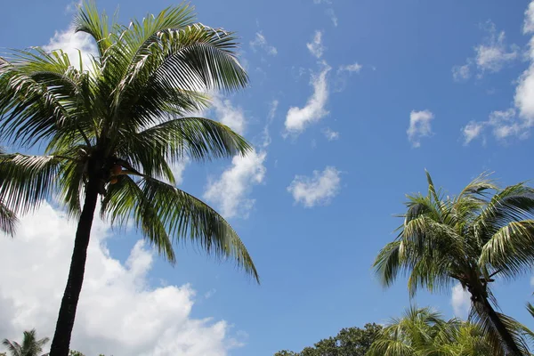 Siluetas negras de palmeras contra un cielo azul Imagen de archivo