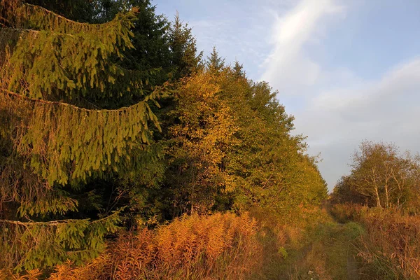 Bosque Otoño Borde Del Colorido Bosque Otoñal Camino — Foto de Stock