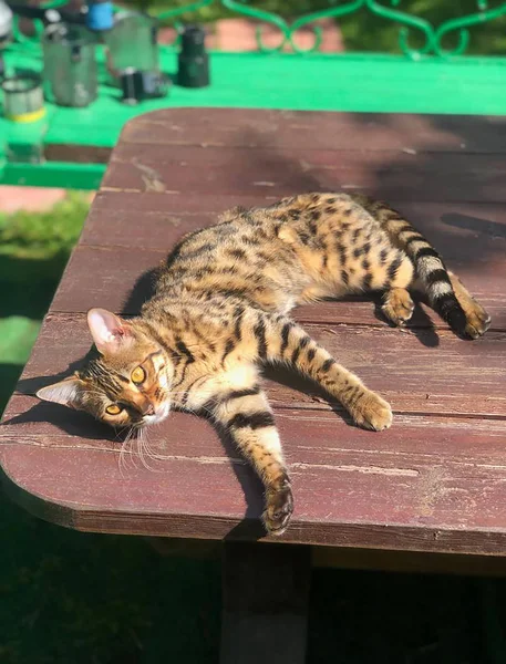 Giovane gatto bengala in agguato — Foto Stock