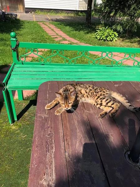 Junge Bengalkatze auf der Lauer — Stockfoto