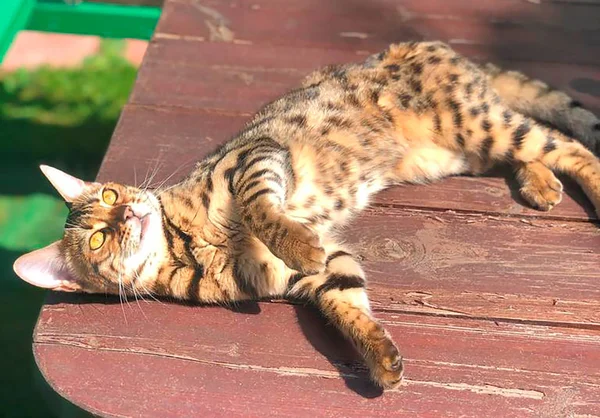 Jovem bengala gato na espreita — Fotografia de Stock