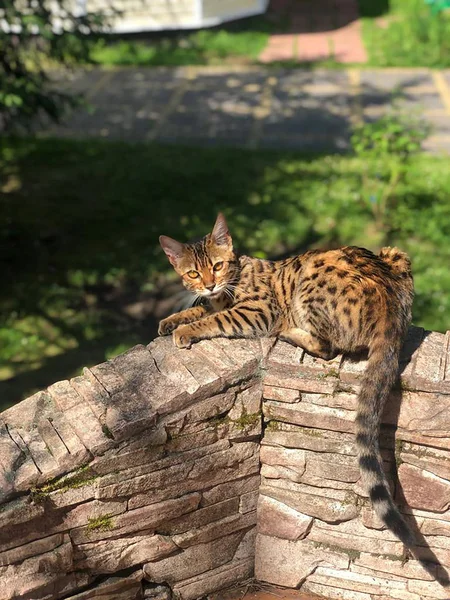 Junge Bengalkatze auf der Lauer — Stockfoto