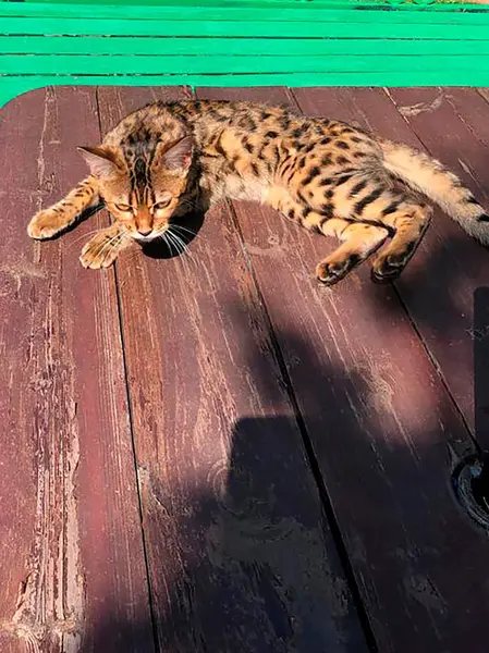 Junge Bengalkatze auf der Lauer — Stockfoto