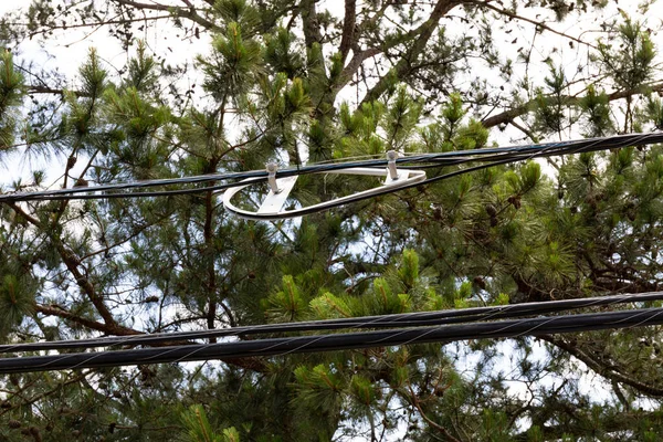 White plastic fiber optic slack radius limiter bracket before pine trees, horizontal aspect