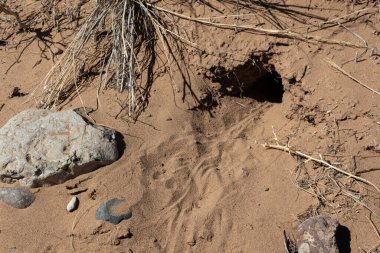 Kaya ve kuru otlarla çevrili çöl kumunda tavşan yuvası, tavşan izleri, yatay görünüm