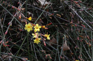 Kış Jasmine, Jasminum nudiflorum Oleaceae, sarmaşıkların ve dalların koyu arka planına karşı küçük sarı çiçekler, yatay görünüm