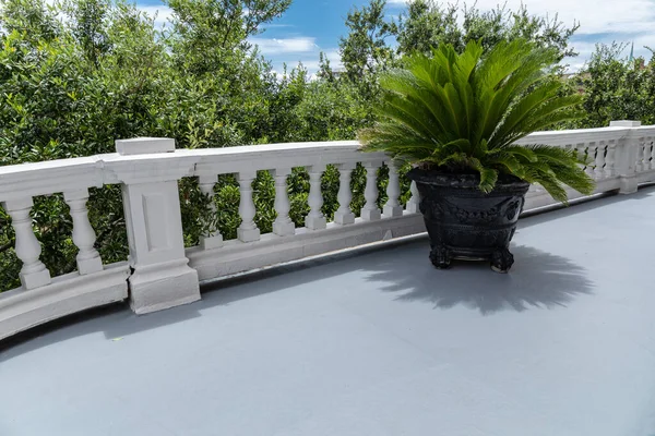 Large vintage planter with potted palm plant on a sunny balcony with low balustrade, creative copy space, horizontal aspect