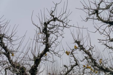 Kışın büyük elma ağaçları, hala meyve veren ağaç, yapraksız, yaşlanan verimlilik metaforu, yatay görünüm
