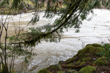 Yosunlu ağaç dalları sel sularına ulaşıyor, şiddetli yağmuru takip eden akıntılar, yatay görünüm