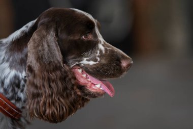 İngiliz Springer Spaniel köpek kafası portresi. Saf bir İngiliz springer spanyelinin portresi..