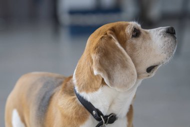 Dairedeki av köpeğinin portresi bulanık arka plan. Yetişkin bir av köpeğinin üç renkli resmini çek..