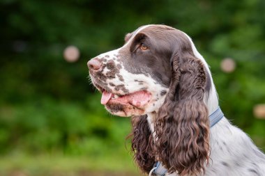İngiliz Springer Spaniel köpek kafası portresi. Saf bir İngiliz spanyelinin parkta portresi..