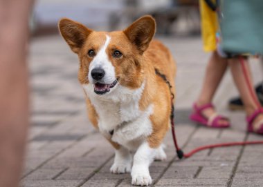 Pembroke Galli Corgi köpeği yolda. Sokaktaki Galli Corgi Pembroke. Şehrin sokaklarında başıboş gezen Corgi köpeği..