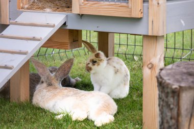 Kafesteki dev tavşan. Bir çiftlikte evcil dev tavşan (Lepus curpaeums).