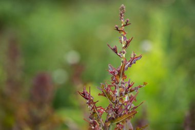 Kırmızı Yaprak Marulları tohuma gitti ya da bir yaz bahçesine kaçtı. Bahçede büyüyen yemyeşil bir marul bitkisinin yakın görüntüsü..