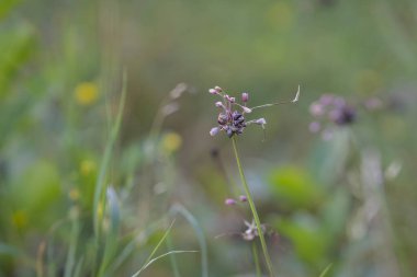 Saha sarımsağı (Allium oleraceum) doğada yetişir. Sarımsak tarlasının yakın plan fotoğrafı, çiçek kafasında küçük ampuller var. İyi aromalı yenilebilir bitki..